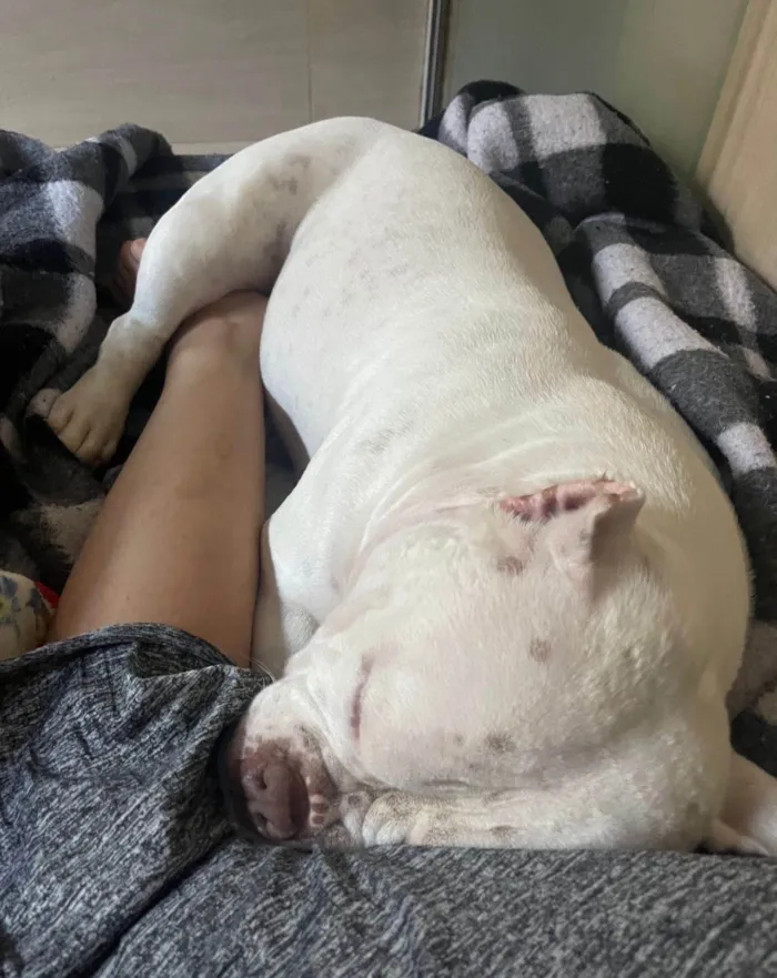 Cachorro ra a Pit-Bull idade 6 ou mais anos nome Nevinha