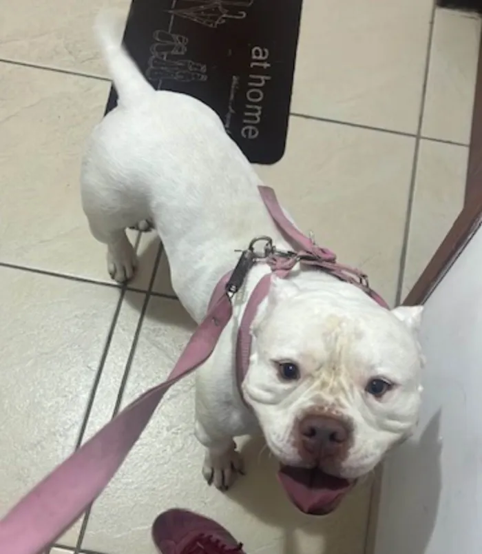 Cachorro ra a Pit-Bull idade 6 ou mais anos nome Nevinha