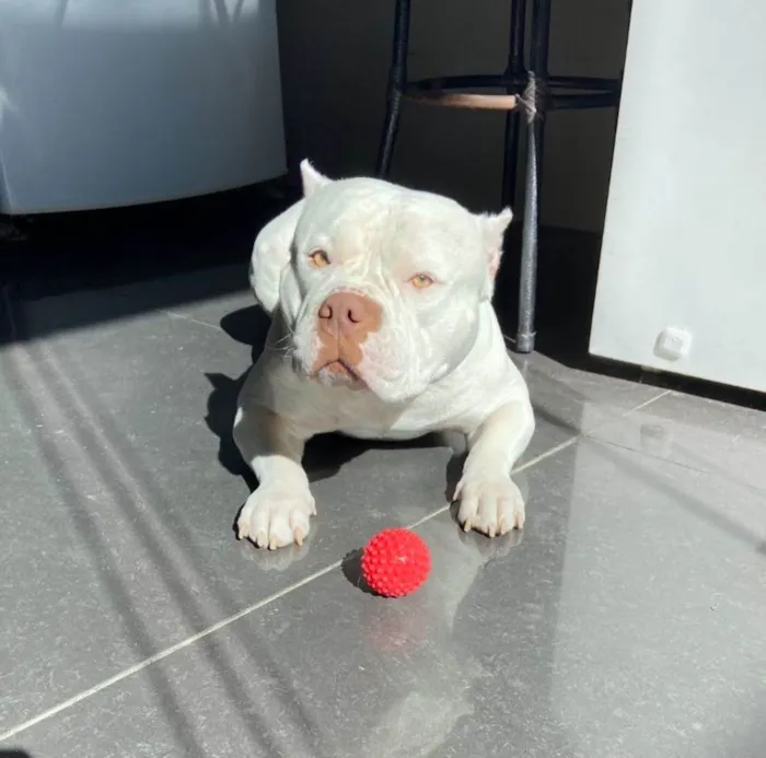 Cachorro ra a Pit-Bull idade 6 ou mais anos nome Nevinha
