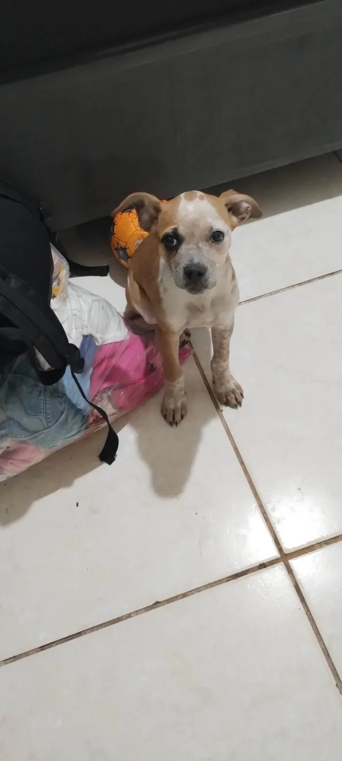 Cachorro ra a SRD-ViraLata idade 2 a 6 meses nome Laia