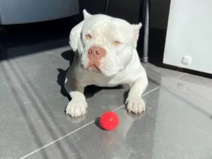 Cachorro raça Pit-Bull idade 6 ou mais anos nome Nevinha