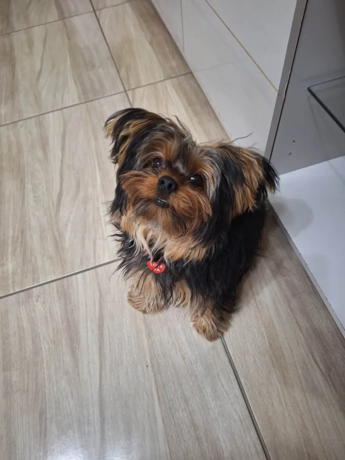 Cachorro ra a Yorkshire idade 7 a 11 meses nome Amora