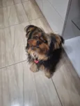 Amora