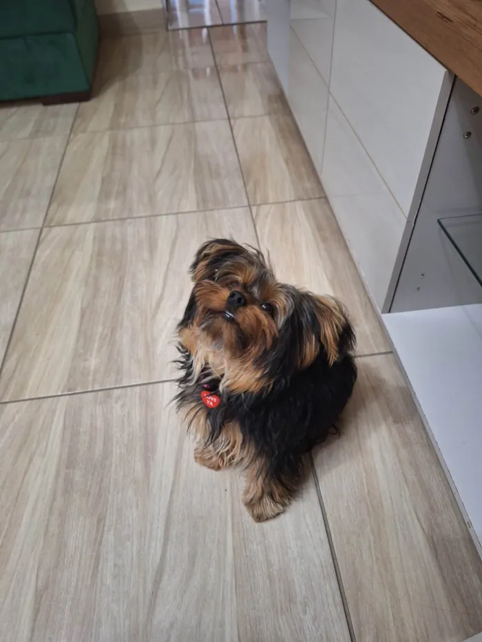 Cachorro ra a Yorkshire idade 7 a 11 meses nome Amora