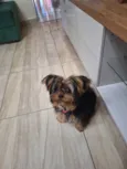 Amora