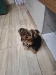 Amora