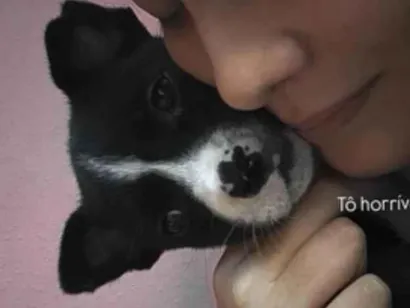 Cachorro raça SRD-ViraLata idade 7 a 11 meses nome Chanel