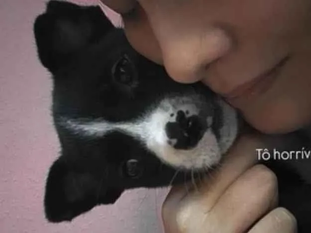 Cachorro ra a SRD-ViraLata idade 7 a 11 meses nome Chanel