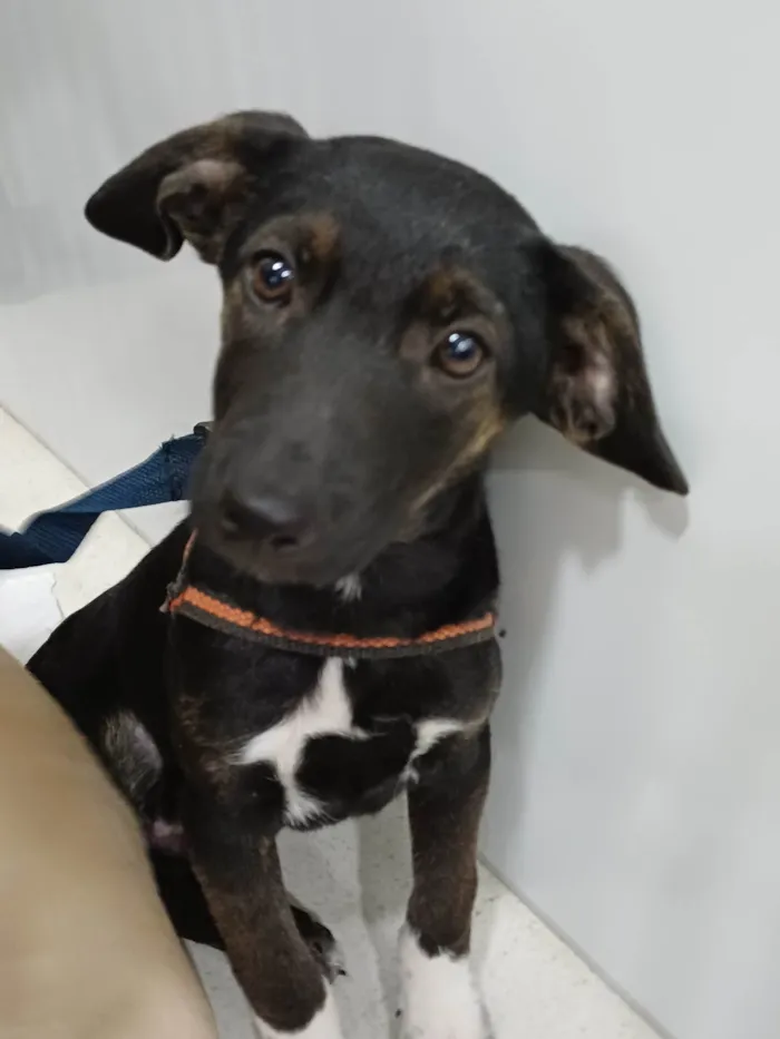 Cachorro ra a SRD-ViraLata idade 2 a 6 meses nome POPEYE 