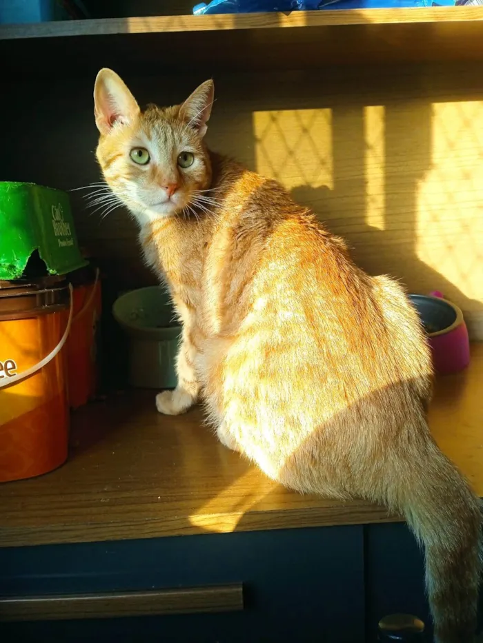 Gato ra a SRD-ViraLata idade 3 anos nome Mingau