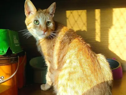 Gato raça SRD-ViraLata idade 3 anos nome Mingau