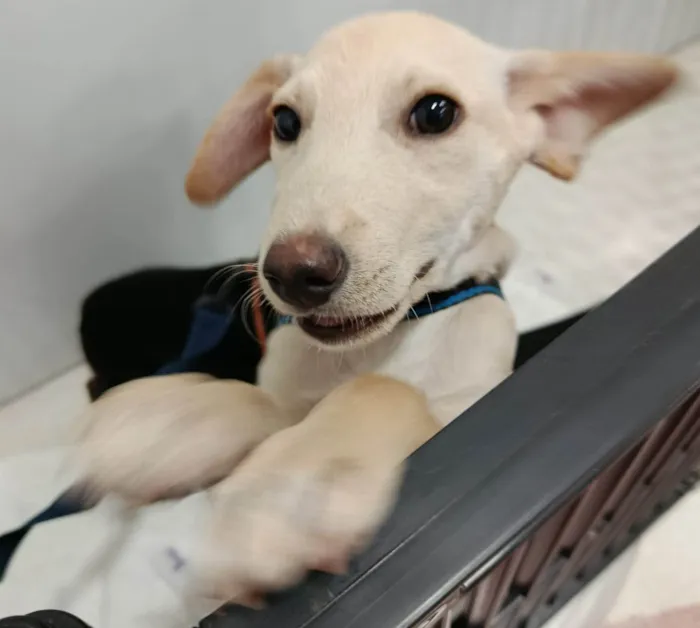 Cachorro ra a SRD-ViraLata idade 2 a 6 meses nome ROMEU