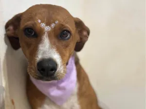 Cachorro raça SRD-ViraLata idade 1 ano nome Lola