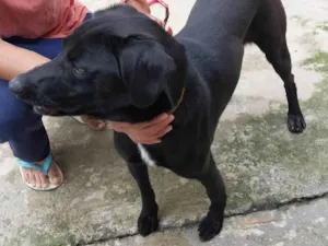 Cachorro raça SRD-ViraLata idade 3 anos nome Negão 