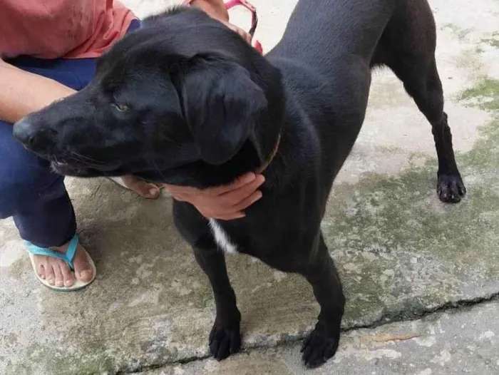 Cachorro ra a SRD-ViraLata idade 3 anos nome Negão 