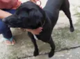 Negão