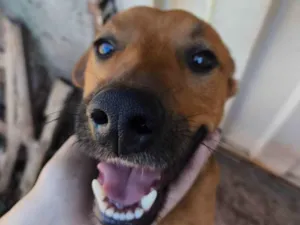 Cachorro raça SRD-ViraLata idade 2 anos nome Tiquinho 