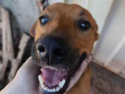 Cachorro raça SRD-ViraLata idade 2 anos nome Tiquinho