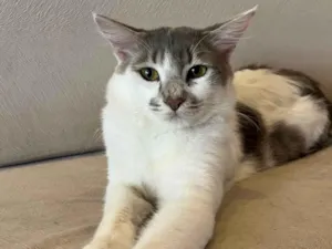 Gato raça SRD-ViraLata idade 7 a 11 meses nome Xarope