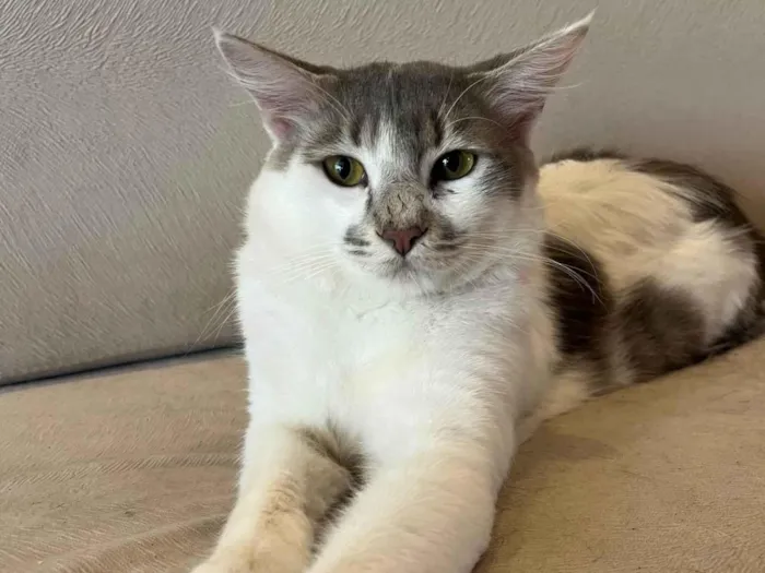 Gato ra a SRD-ViraLata idade 7 a 11 meses nome Xarope