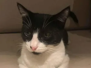 Gato raça SRD-ViraLata idade 2 anos nome Pitanga