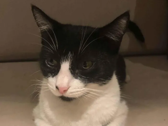 Gato ra a SRD-ViraLata idade 2 anos nome Pitanga