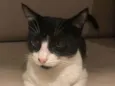Pitanga