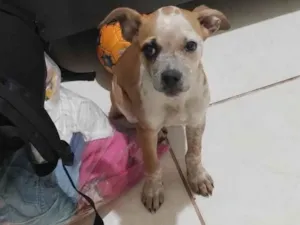 Cachorro raça SRD-ViraLata idade 2 a 6 meses nome Laia