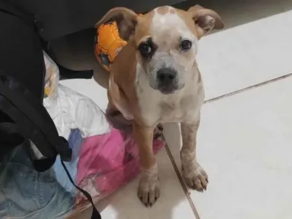 Cachorro raça SRD-ViraLata idade 2 a 6 meses nome Laia