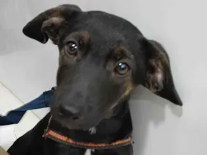 Cachorro raça SRD-ViraLata idade 2 a 6 meses nome POPEYE 