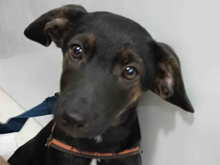 Cachorro ra a SRD-ViraLata idade 2 a 6 meses nome POPEYE 