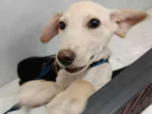 Cachorro raça SRD-ViraLata idade 2 a 6 meses nome ROMEU