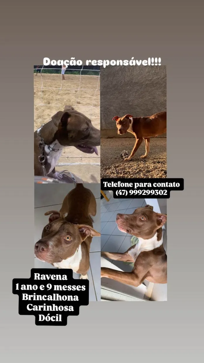Cachorro ra a Pit-Bull idade 1 ano nome Ravena 