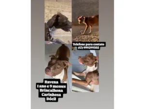 Cachorro raça Pit-Bull idade 1 ano nome Ravena 