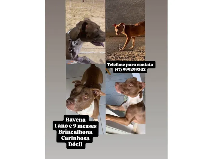 Cachorro ra a Pit-Bull idade 1 ano nome Ravena 