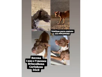Cachorro raça Pit-Bull idade 1 ano nome Ravena