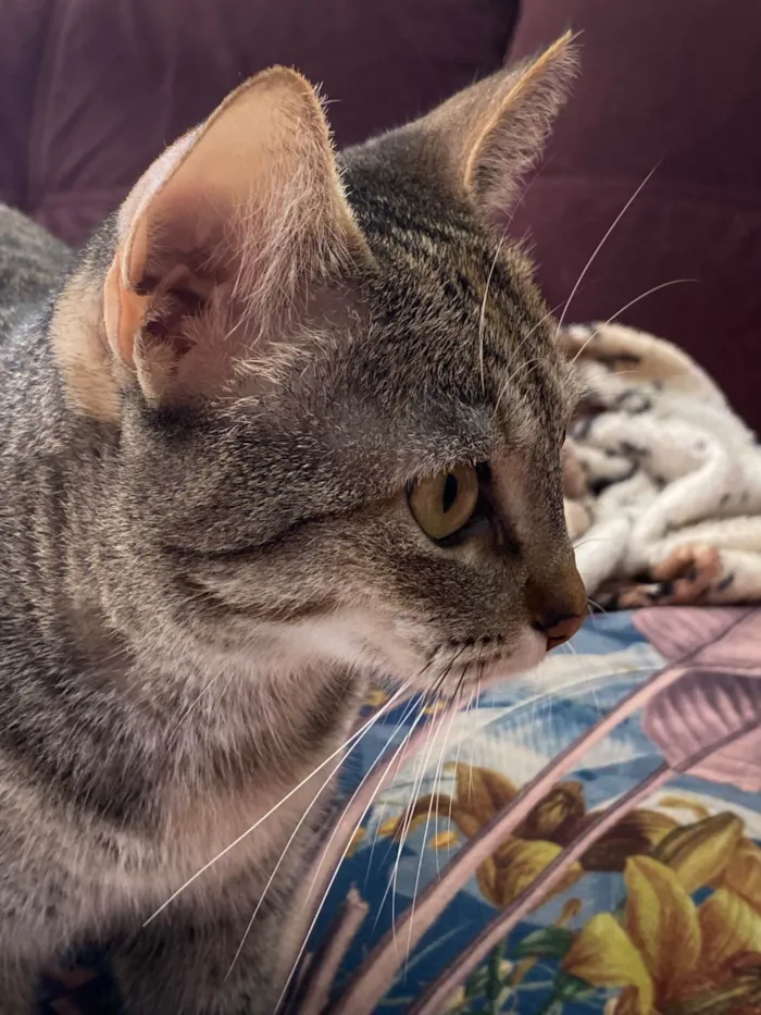 Gato ra a SRD-ViraLata idade 2 anos nome Esfirra