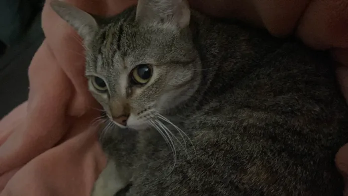 Gato ra a SRD-ViraLata idade 2 anos nome Esfirra