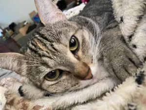 Gato raça SRD-ViraLata idade 2 anos nome Esfirra