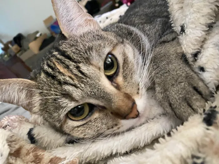 Gato ra a SRD-ViraLata idade 2 anos nome Esfirra