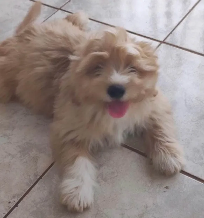 Cachorro ra a Shitzu idade 2 a 6 meses nome Paçoca 