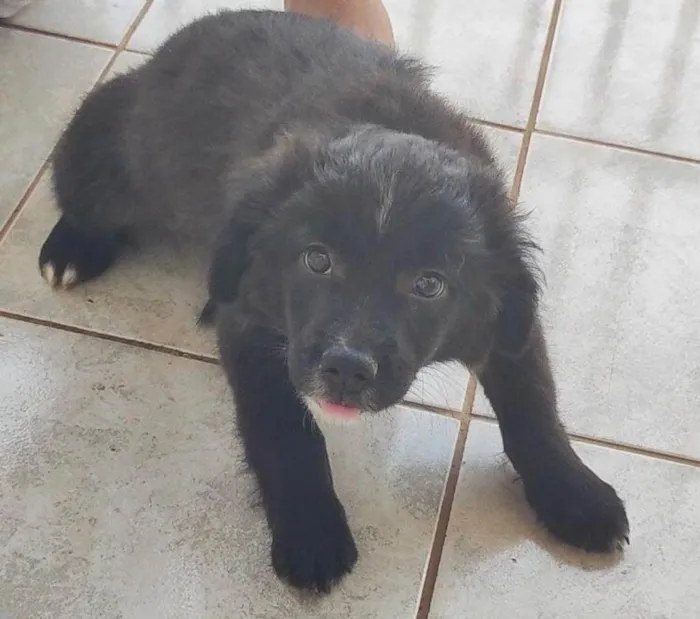 Cachorro ra a SRD-ViraLata idade 2 a 6 meses nome Sem nome