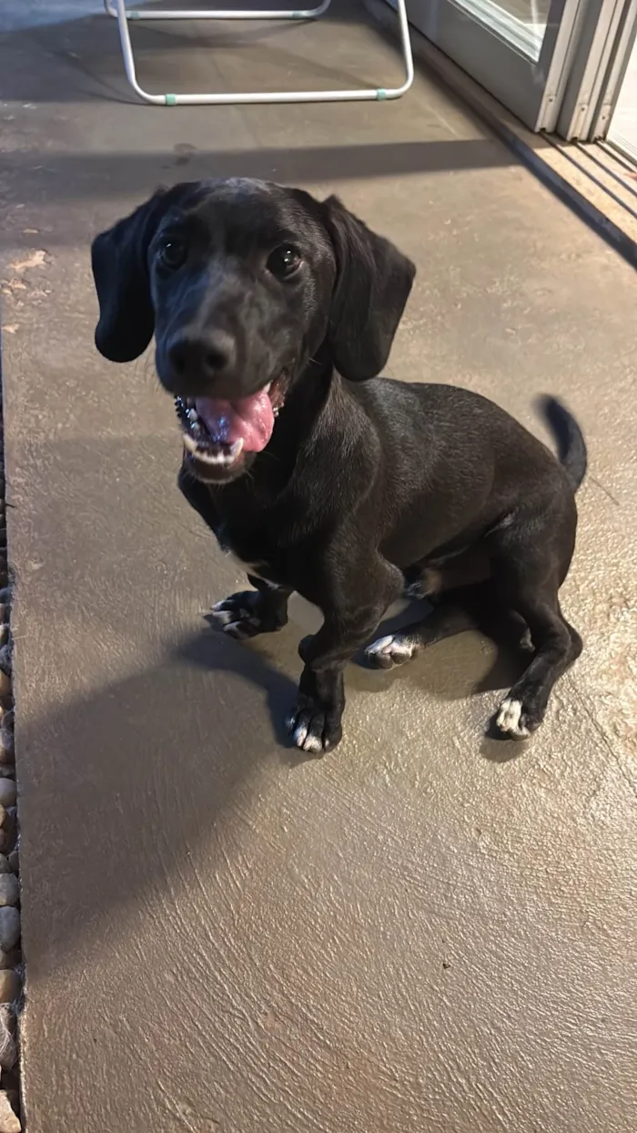 Cachorro ra a Basset-Cofap idade 7 a 11 meses nome Não sei o nome