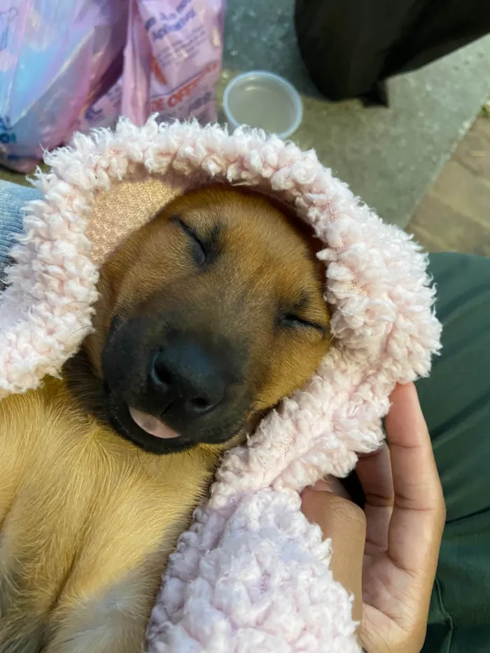 Cachorro ra a SRD-ViraLata idade 2 a 6 meses nome Nena