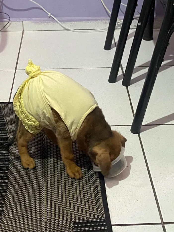 Cachorro ra a SRD-ViraLata idade 2 a 6 meses nome Nena