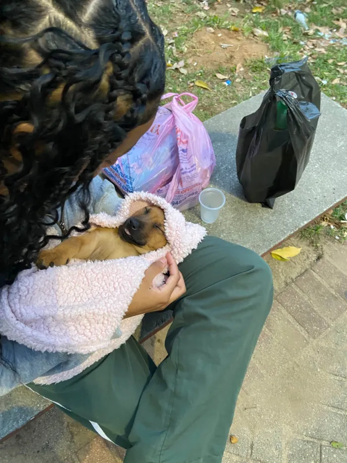 Cachorro ra a SRD-ViraLata idade 2 a 6 meses nome Nena