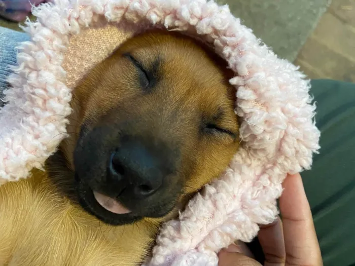 Cachorro ra a SRD-ViraLata idade 2 a 6 meses nome Nena