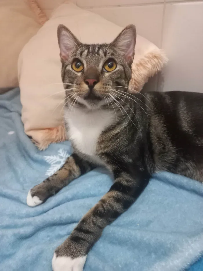 Gato ra a Exótico idade 7 a 11 meses nome Yude