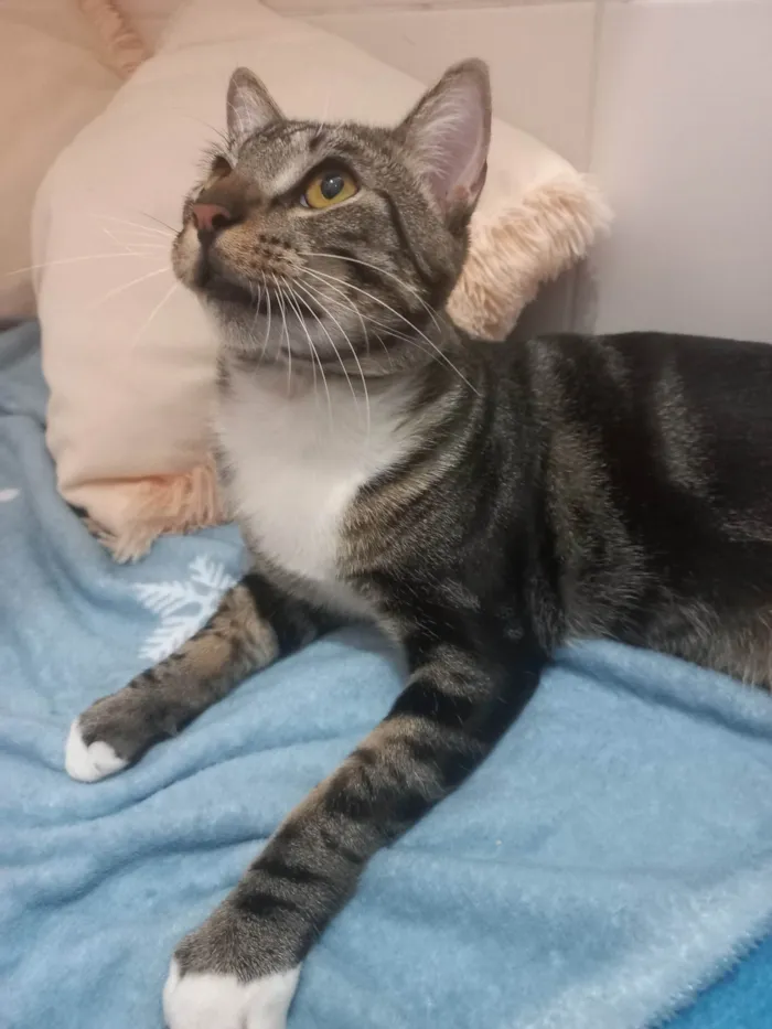 Gato ra a Exótico idade 7 a 11 meses nome Yude
