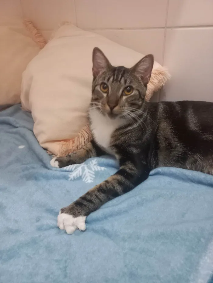 Gato ra a Exótico idade 7 a 11 meses nome Yude